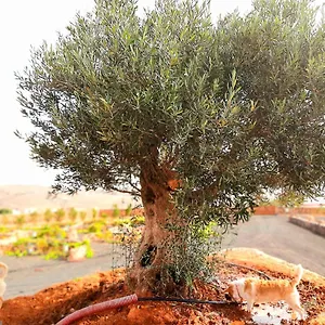 Pensión El Bounty, Puerto del Rosario (Fuerteventura)